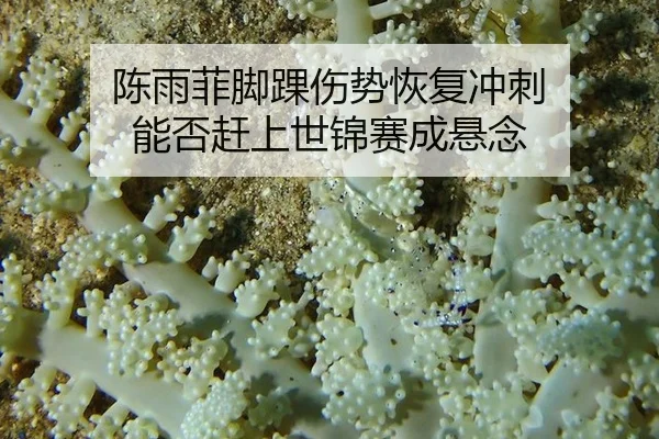 chen-yu-fei-jiao-huai-shang-shi-hui-fu-chong-ci-neng-fou-gan-shang-shi-jin-sai-cheng-xuan-nian-2-422.jpg